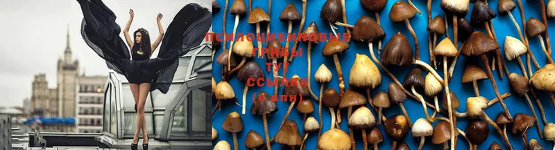 Галлюциногенные грибы MAGIC MUSHROOMS  Горбатов 